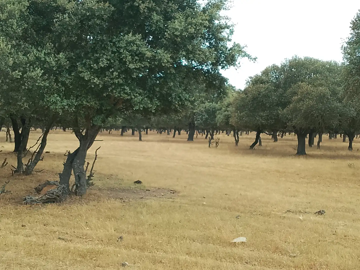 Terreno rústico en venta en Ciudad Rodrigo, imagen 4