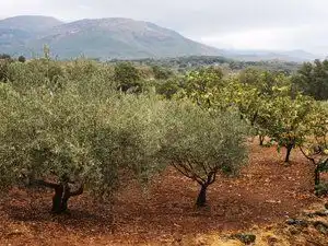 Terreni e lotti in vendita a Jarandilla de la Vera, imagen 5