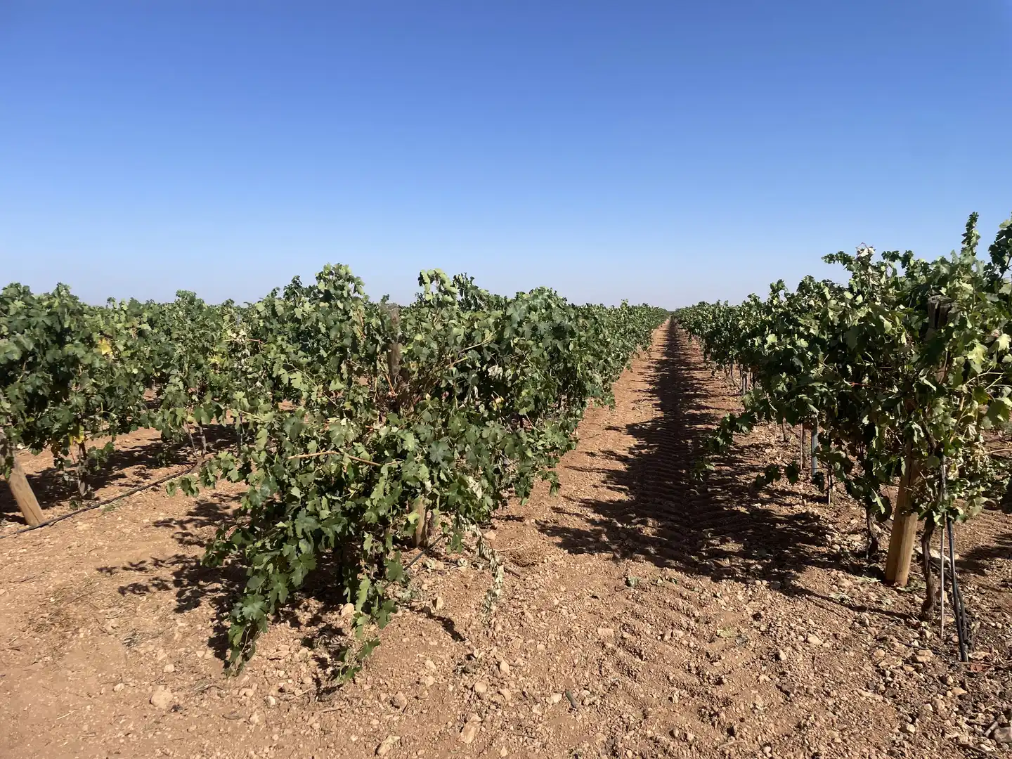 Rural land for sale in Argamasilla de Alba, imagen 19
