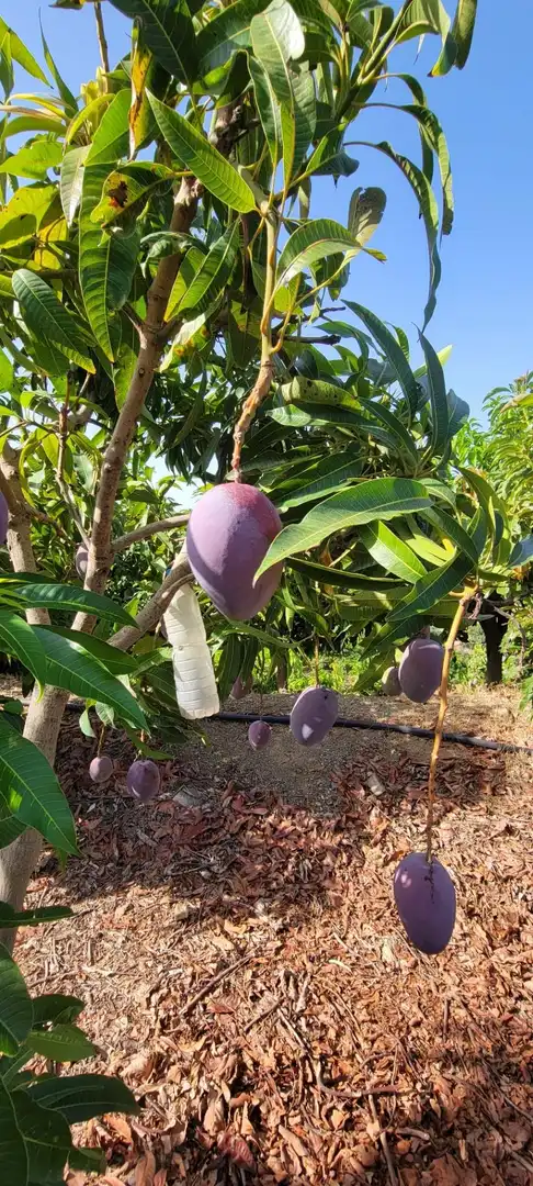 Terreny rústic en venda a Vélez-Málaga ciudad, imagen 40