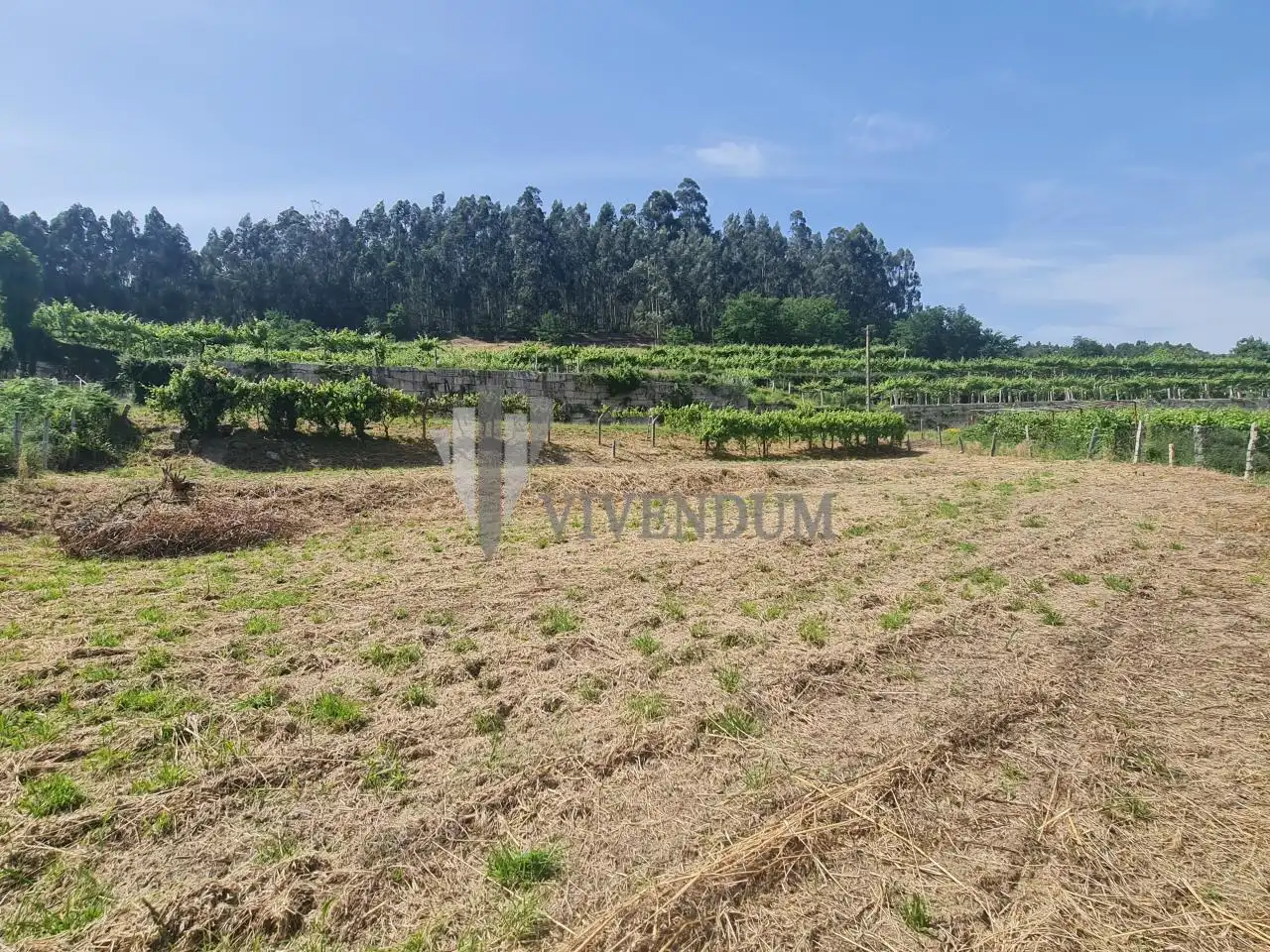 Rural land for sale in Arbo, imagen 15