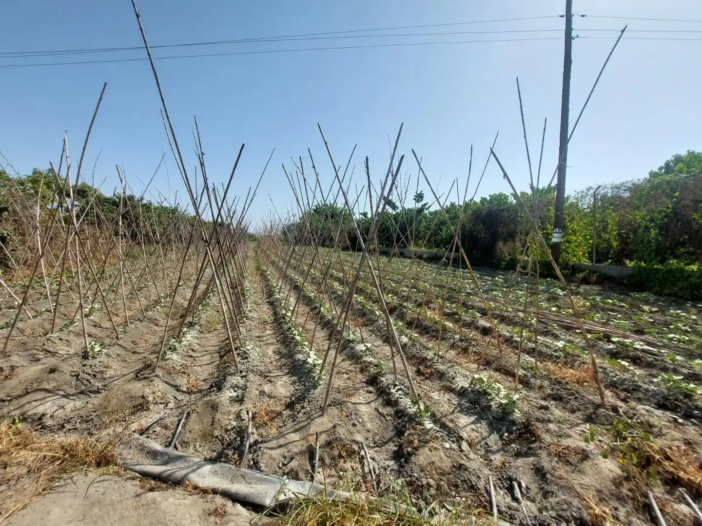Terreno rústico en venta en Motril  ciudad