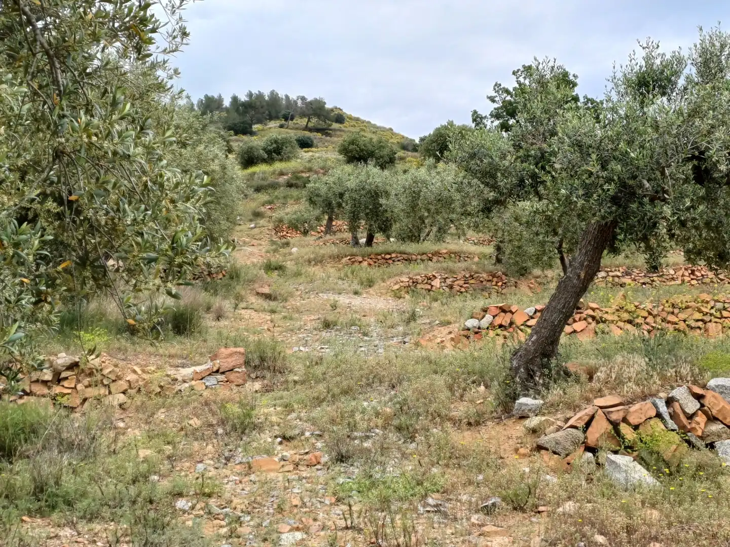 Terreno rustico in vendita a Carrer Carretera del Castell, imagen 2