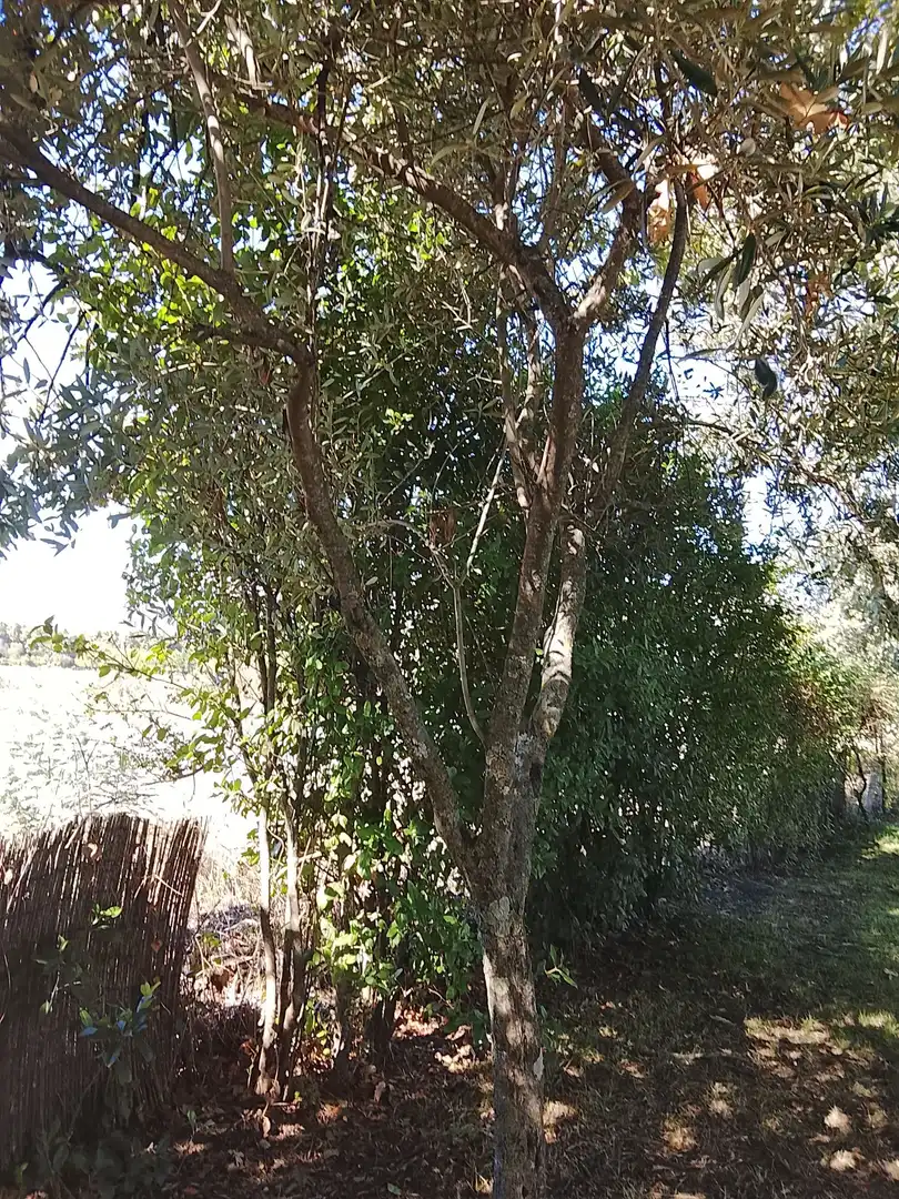 Haus mit Garten zum Verkauf in Madrigal de la Vera, imagen 139