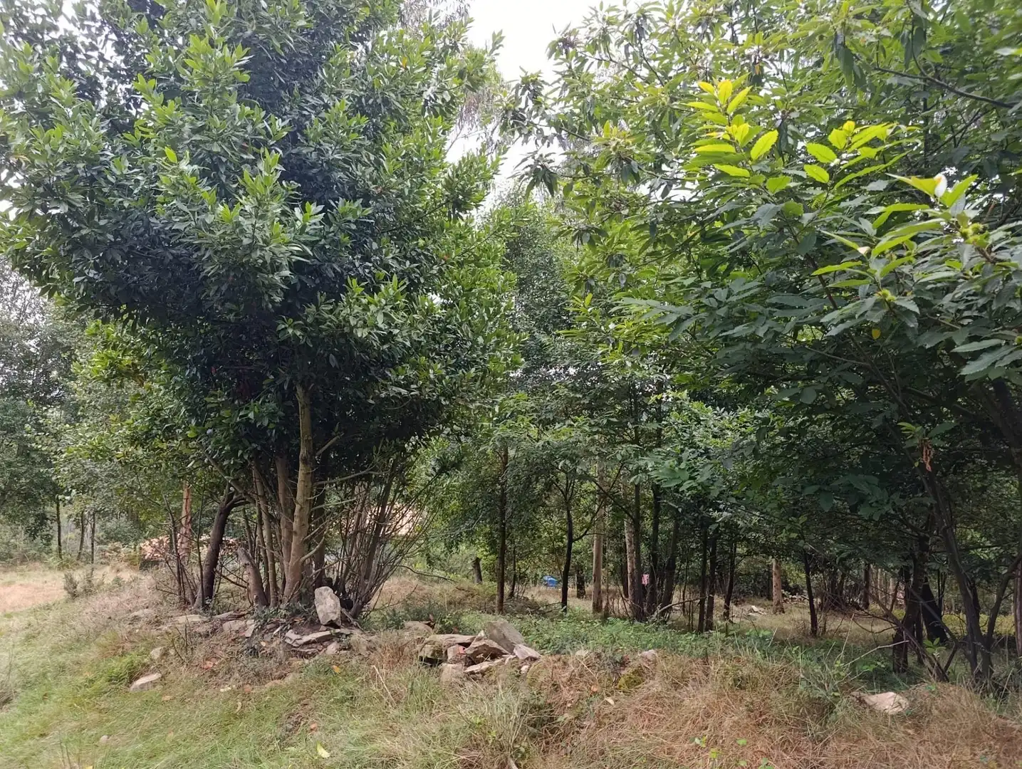 Country homes for sale in Pravia