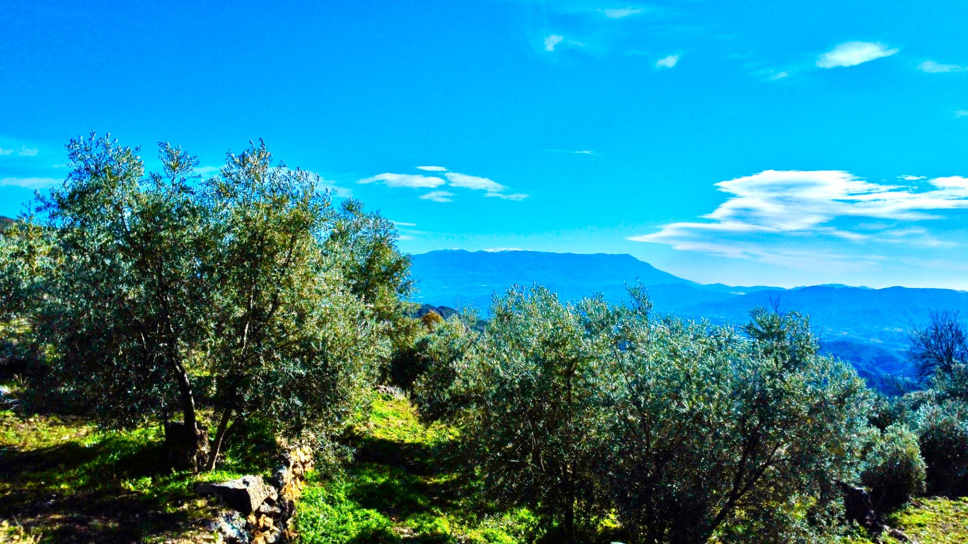 Garden of Land for sale in Alpujarra de la Sierra