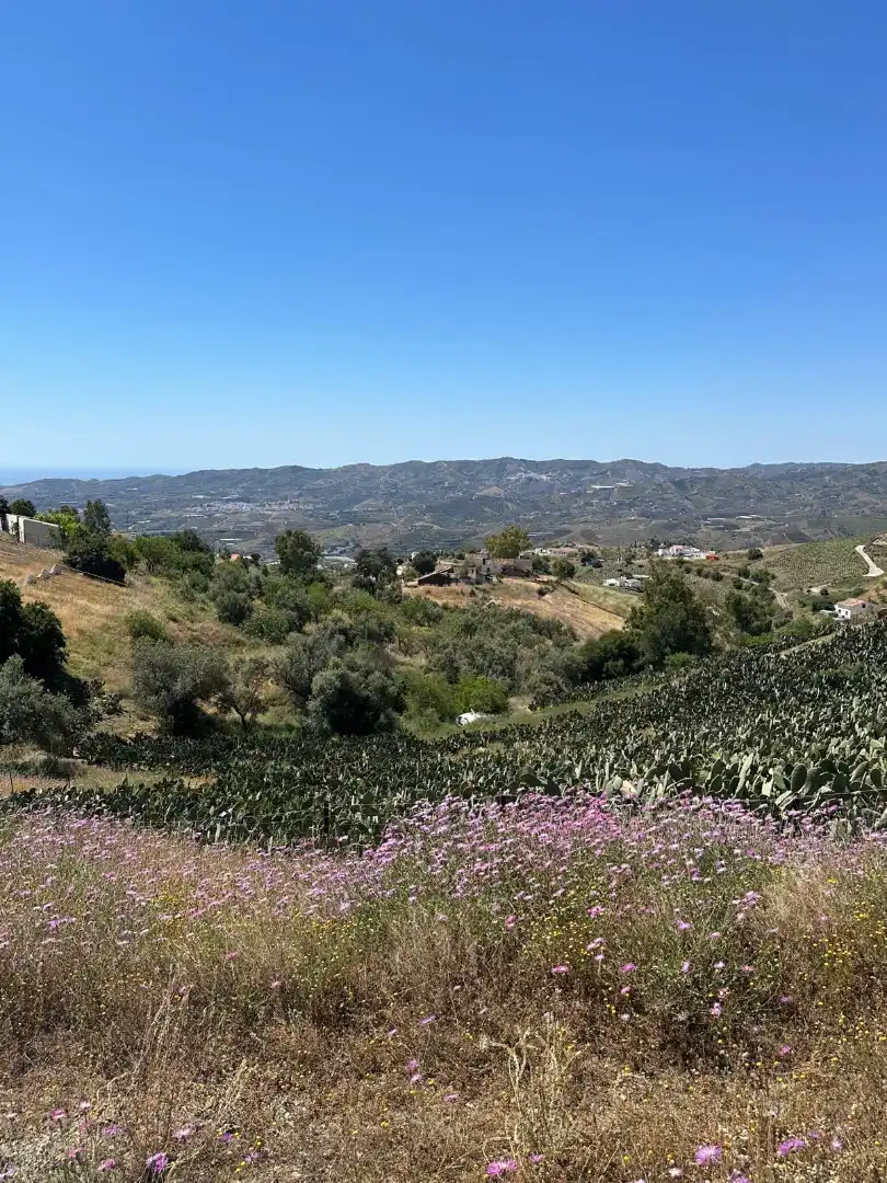 Terreni e lotti in vendita a Vélez-Málaga ciudad, imagen 3