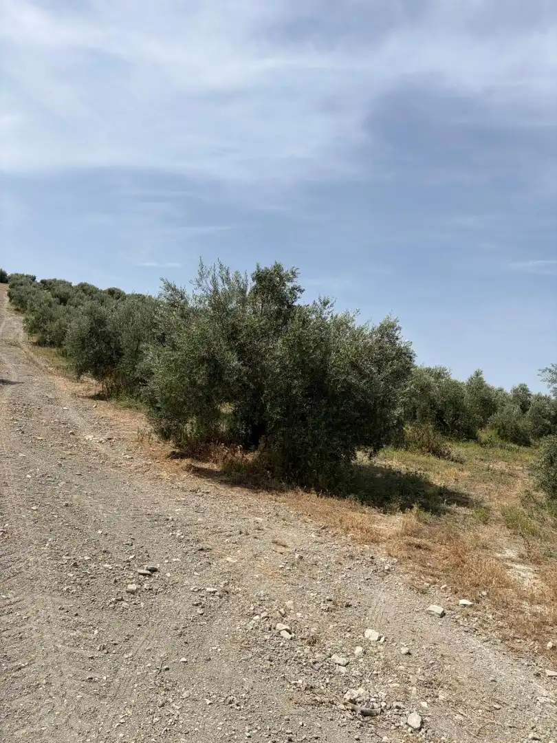 Land for sale in Santiago de Calatrava