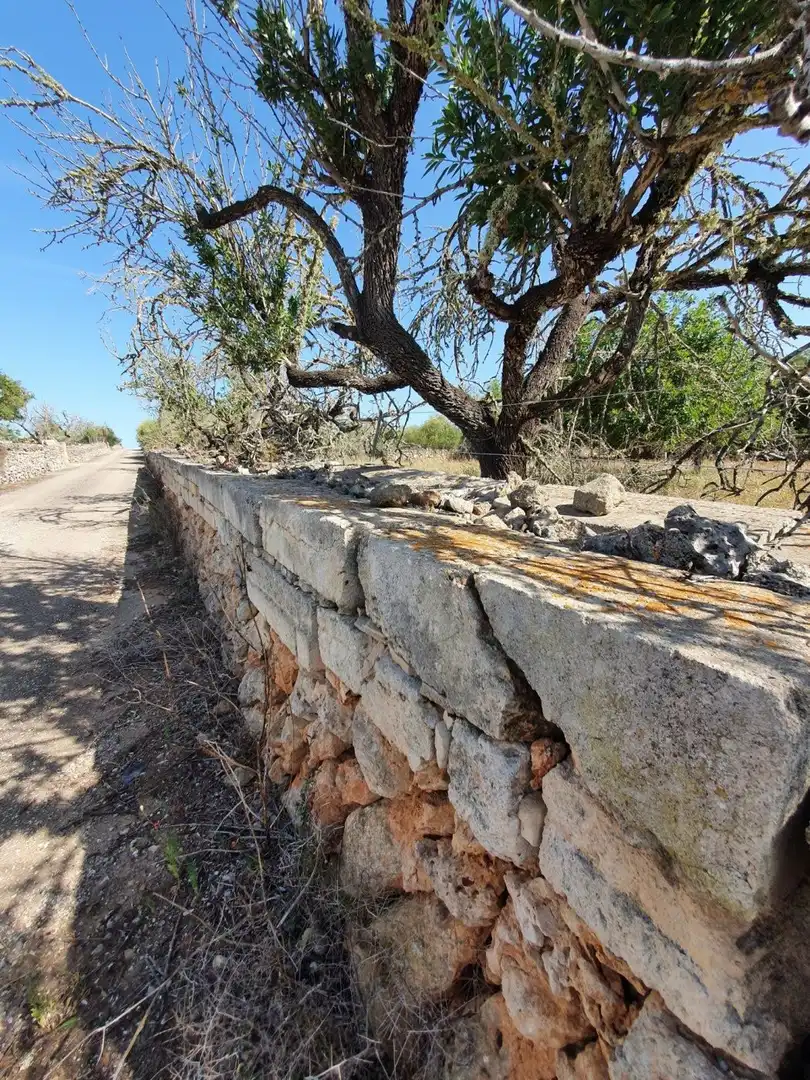 Vista exterior de Finca rústica en venda en Santa Margalida