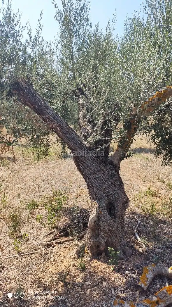 Rural land for sale in Carrer de la Muntanya 1, imagen 12