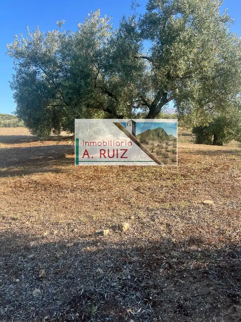 Terreny rústic en venda a Priego de Córdoba, imagen 5