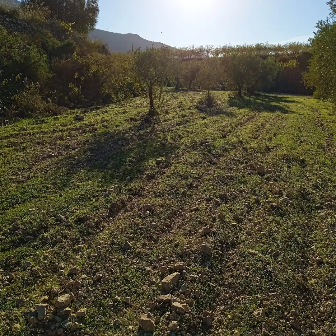 Terreny rústic en venda a La Romana, imagen 9