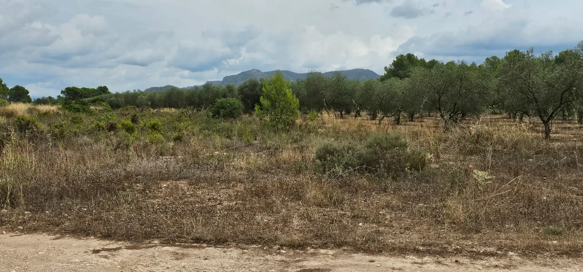 Land for sale in Móra d'Ebre
