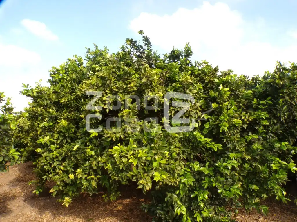Country house for sale in Partida Marjaletes, imagen 3