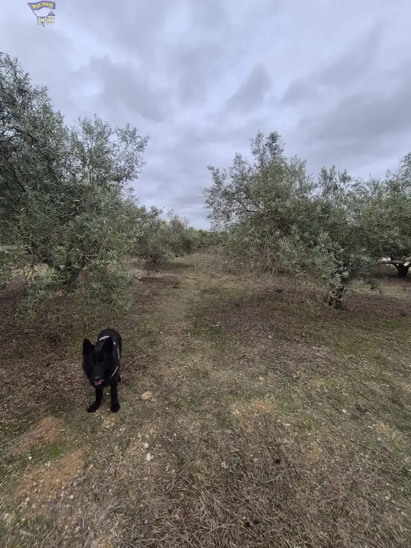Finca rústica en venda a Arcos de la Frontera