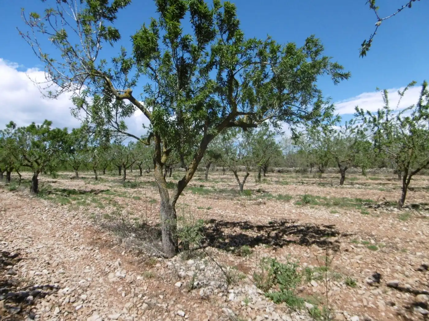 Terreno en venta en PARCELA, Benlloc