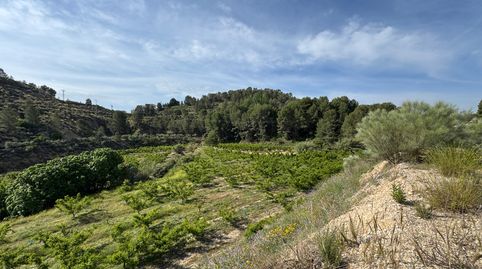 Se vende Finca de 12 has regadío frutales y construcciones., immagine 5