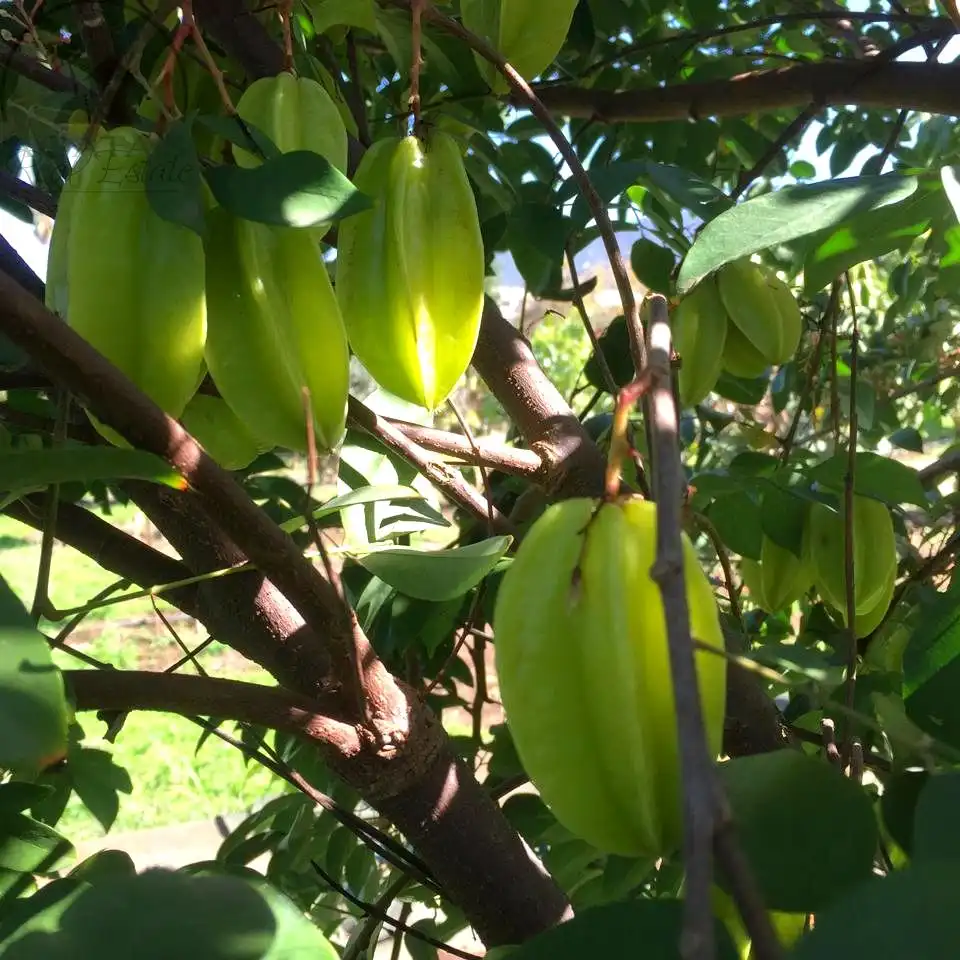 Jardí de Finca rústica en venda en La Orotava amb Jardí privat i Terrassa