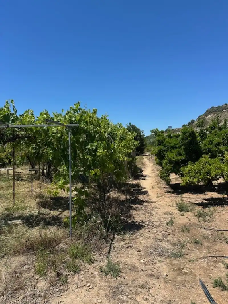 Terreno en venta en La Font d'en Carròs