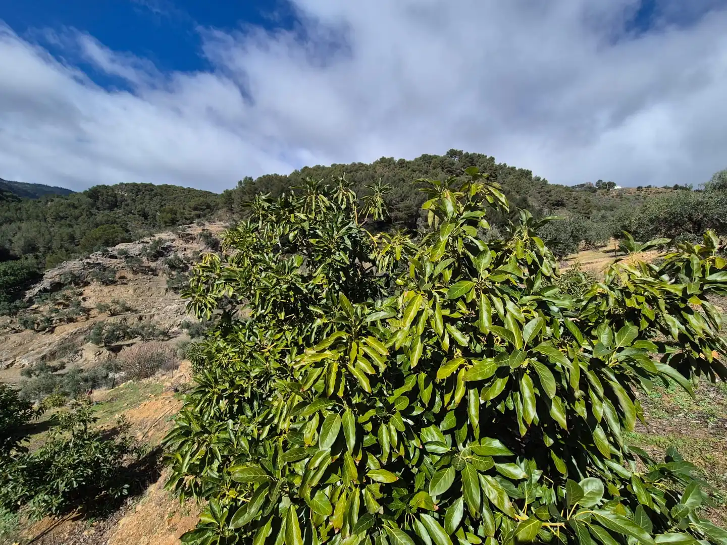 Finca rústica en venta en Yunquera