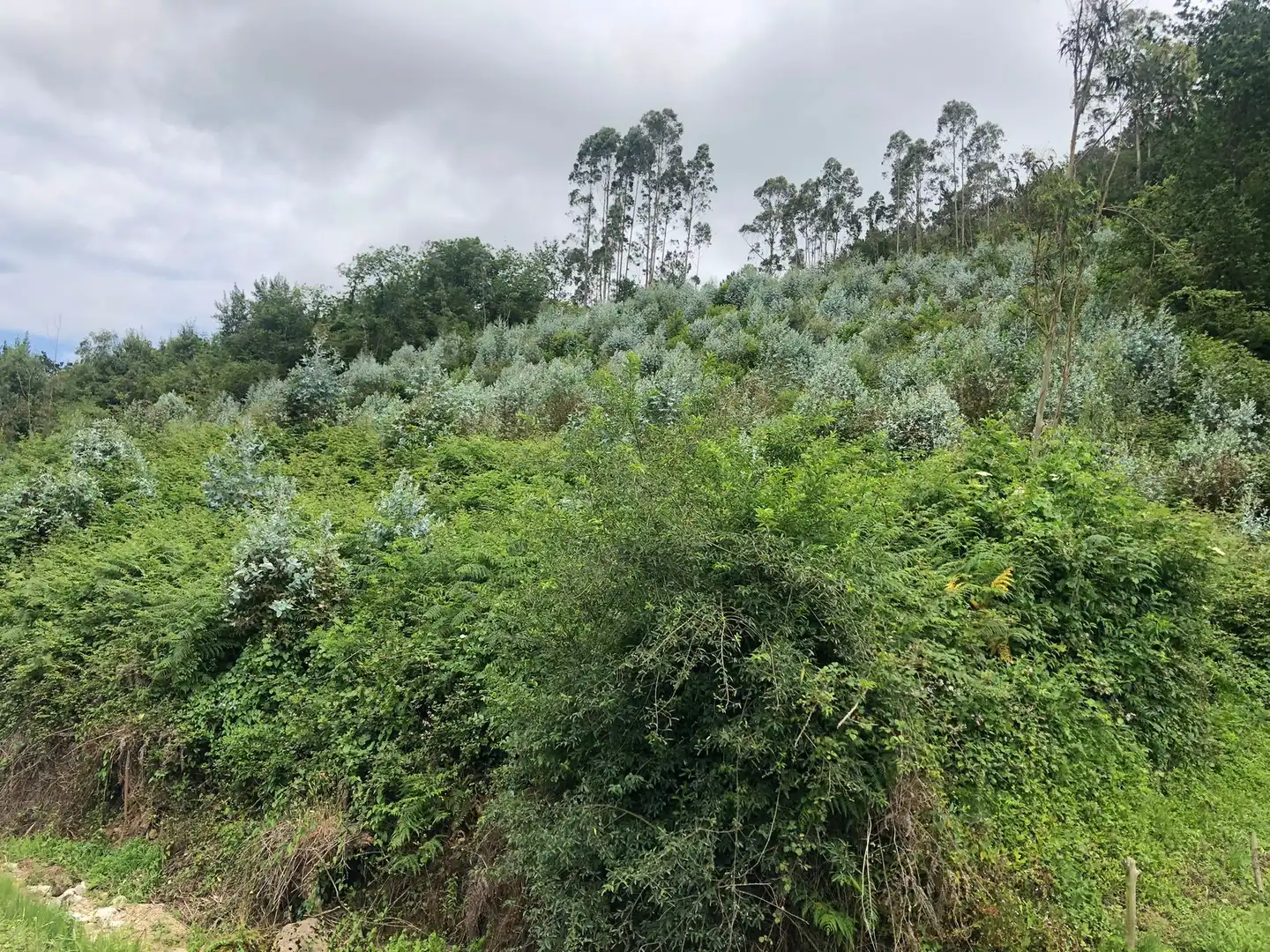 Terreno rustico in vendita a Rural, imagen 9
