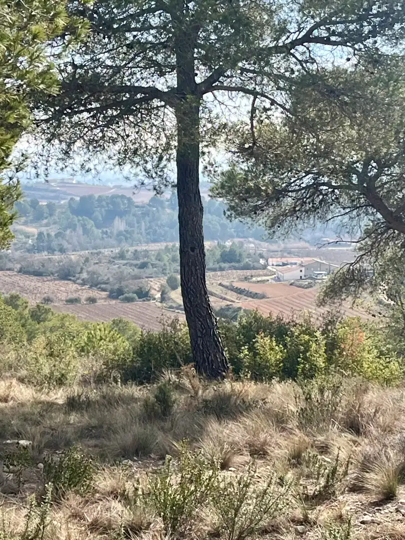 Houses for sale in Font-rubí