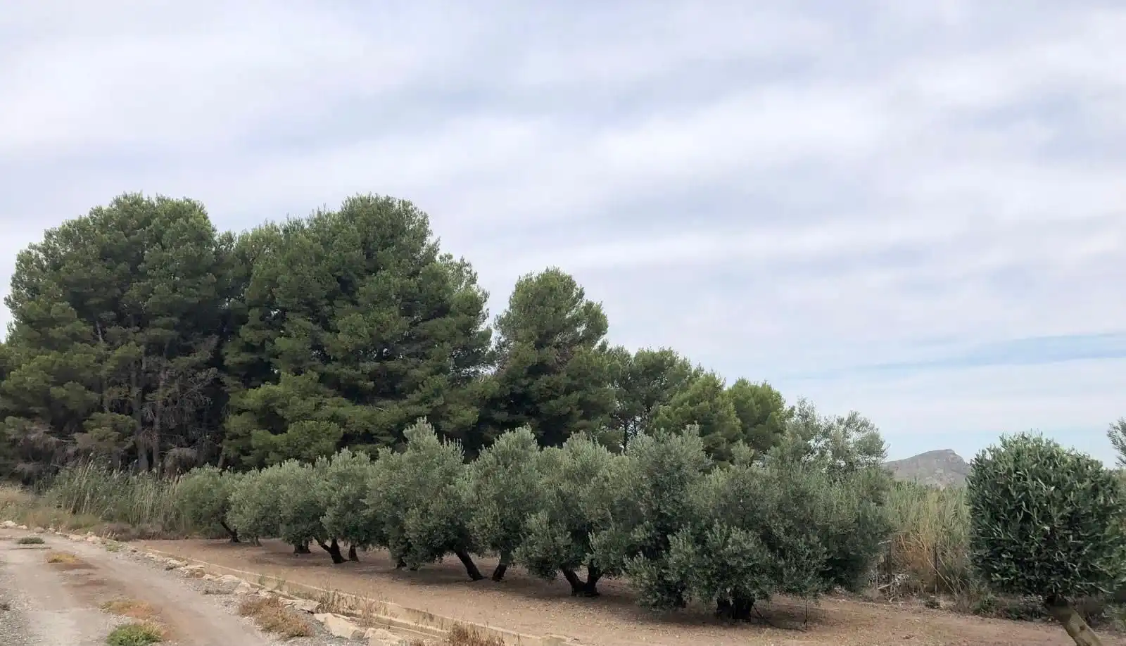 Casa o chalet en venta en Villena con Trastero y Piscina