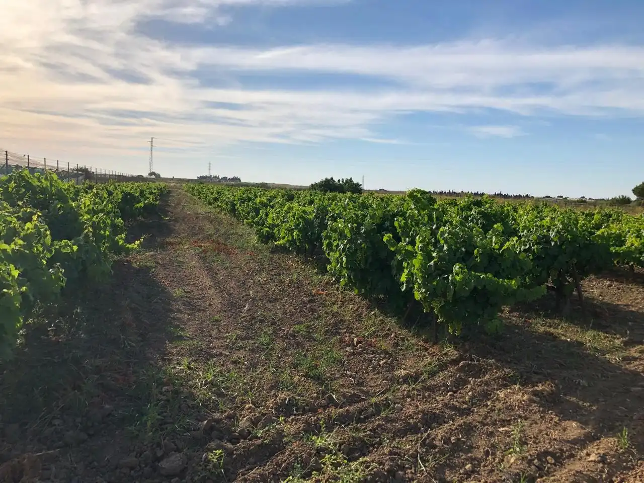 Terreni e lotti in vendita a Jerez, imagen 9