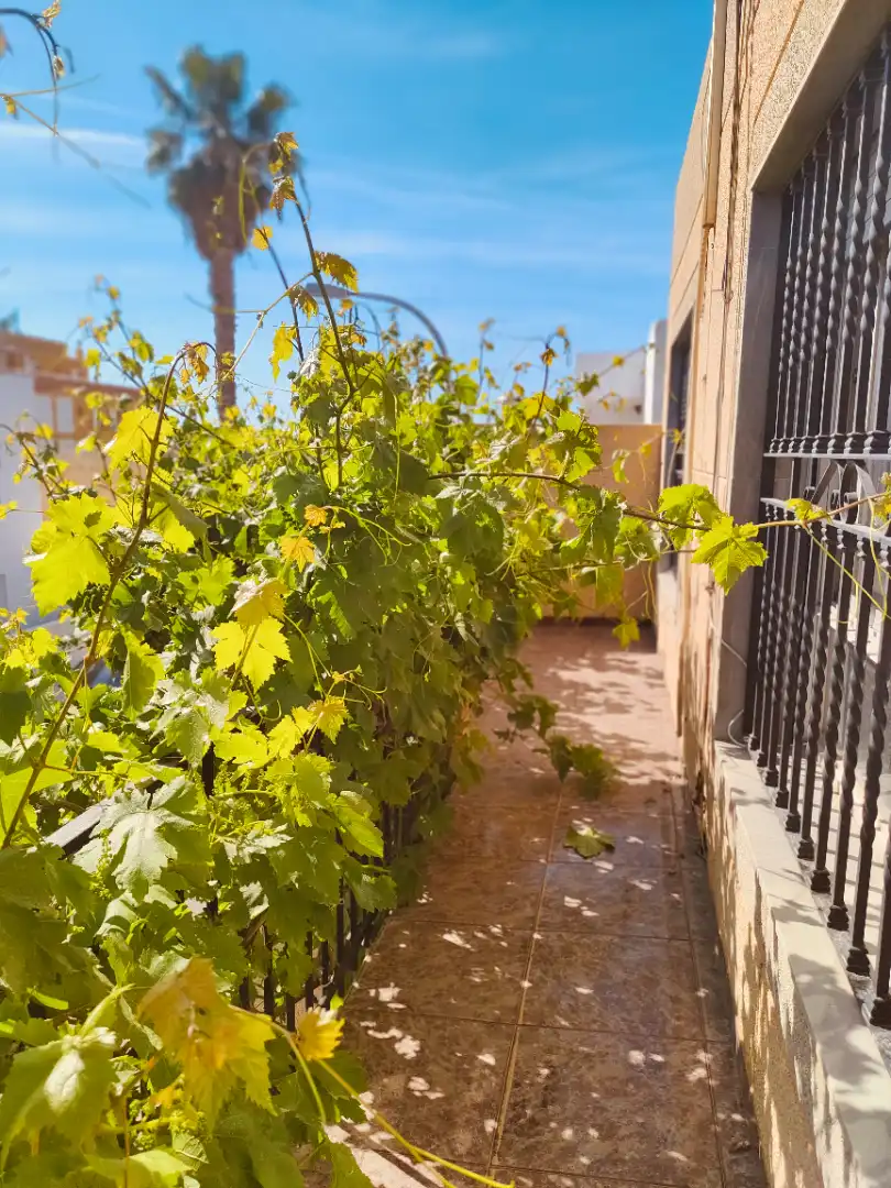 Jardí de Casa adosada en venda en El Ejido amb Terrassa i Balcó