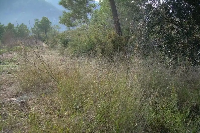 Terreny residencial en venda a Avinyonet del Penedès, imagen 7