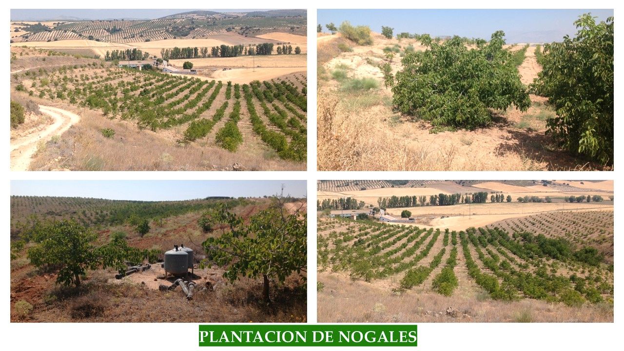 Terreny en venda a Guadahortuna