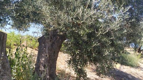 Foto 4 de Terreno en venta en Alfalfa - Santa Cruz, Sevilla