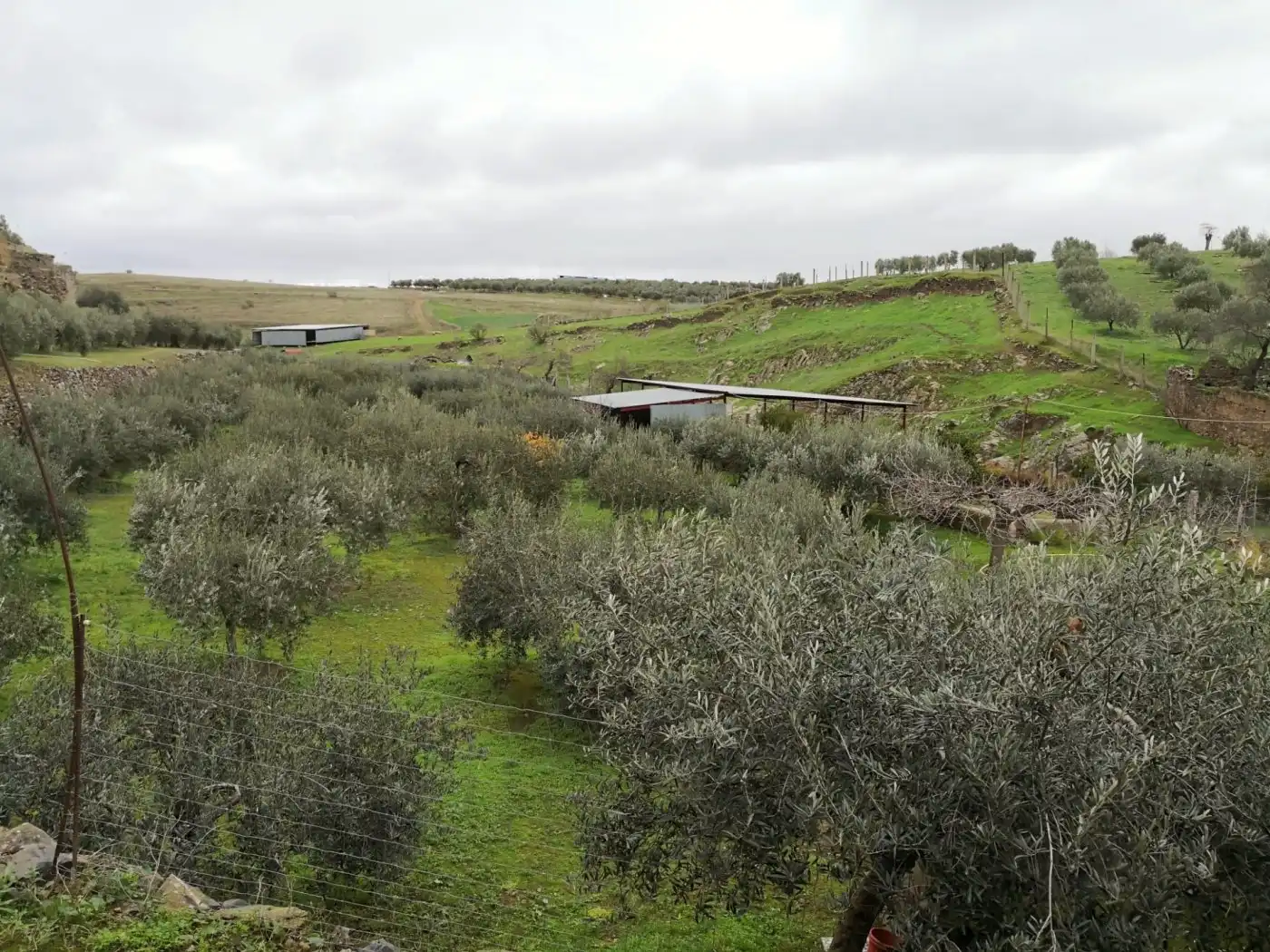 Vista exterior de Finca rústica en venta en Belalcázar