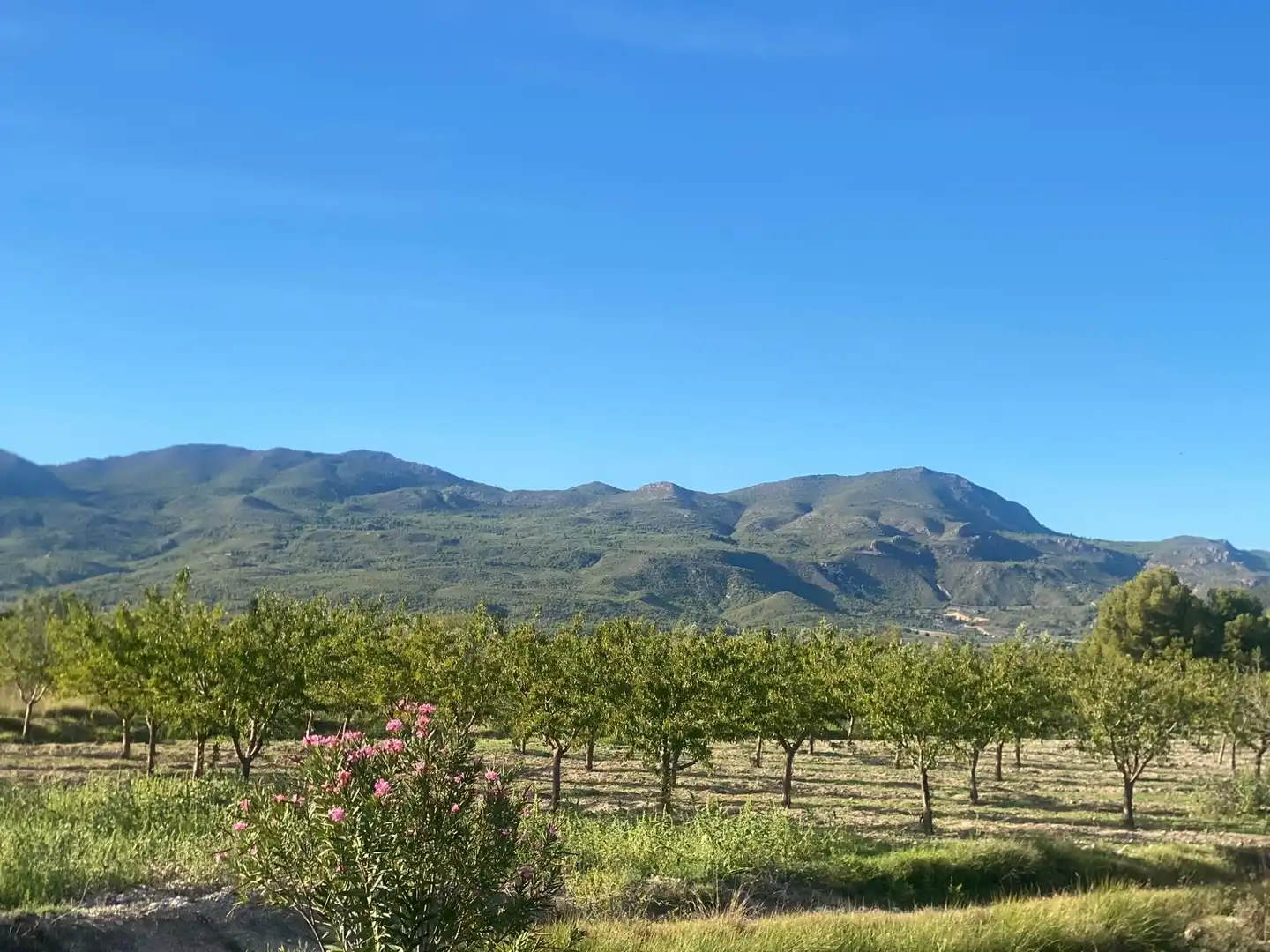 Terreny rústic en venda a Moratalla