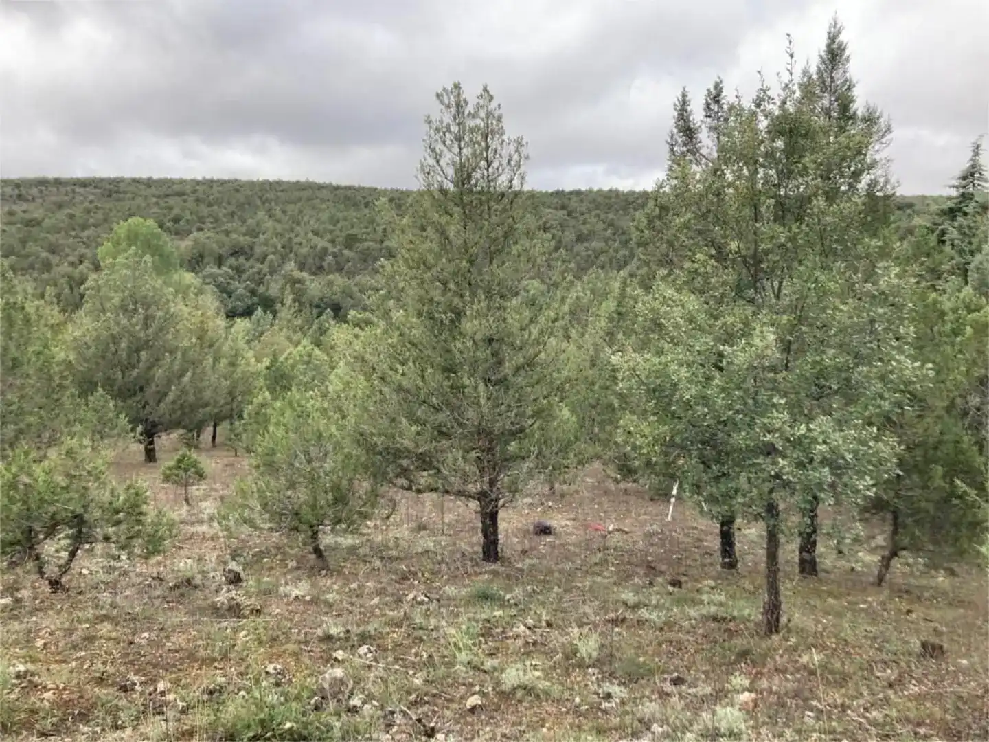 Terreno en venta en Duruelo