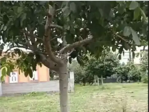 Jardí de Casa o xalet en venda en Boimorto