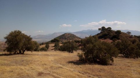 QUESADA (JAÉN). Paraje "Cortijo La Hurraca", immagine 2