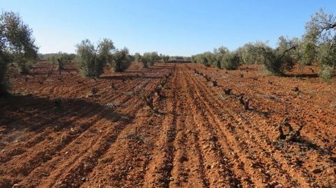Espectacular Finca de 120 Ha en Tierra de Barros Máxima Rentabilidad Agrícola, immagine 5