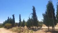Industrial buildings for sale in TEJARES PG 9 PC 112, -1, Fuentealbilla, imagen 3