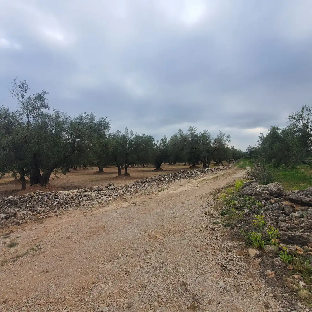 Terrain rustique à vendre à Xerta