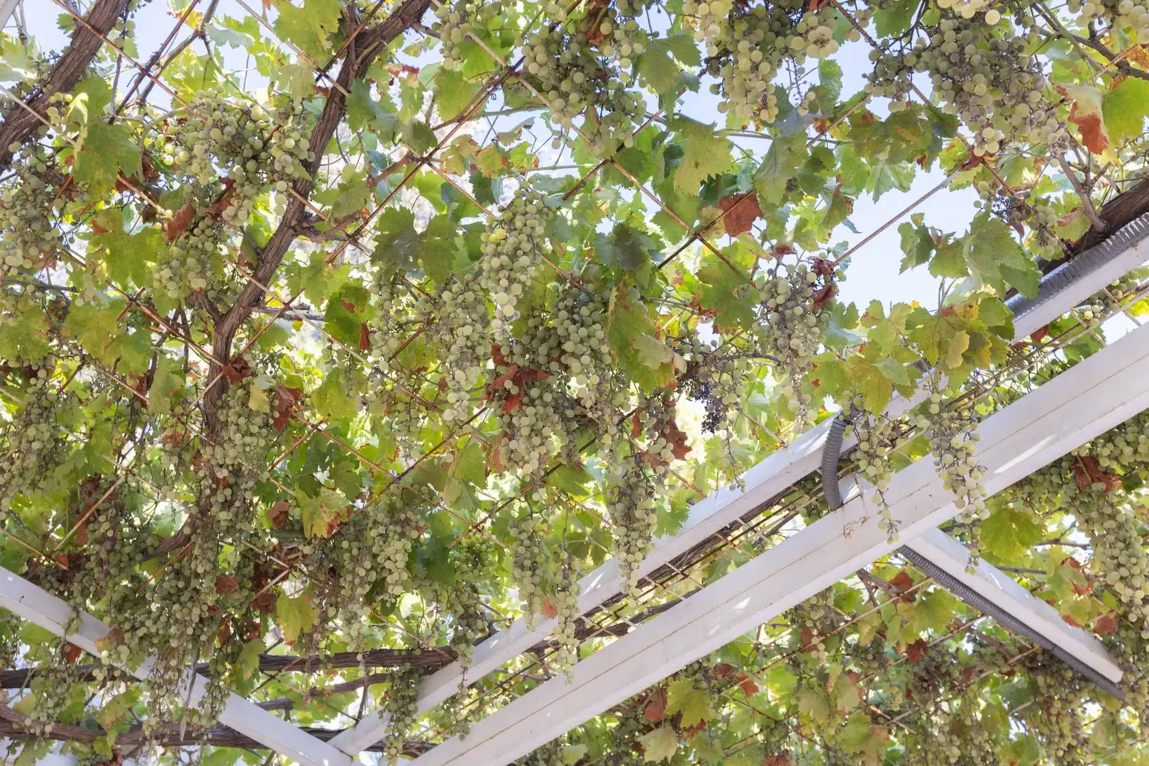 Garden of Country homes for sale in Gilena  with Air Conditioner, Heating and Private garden