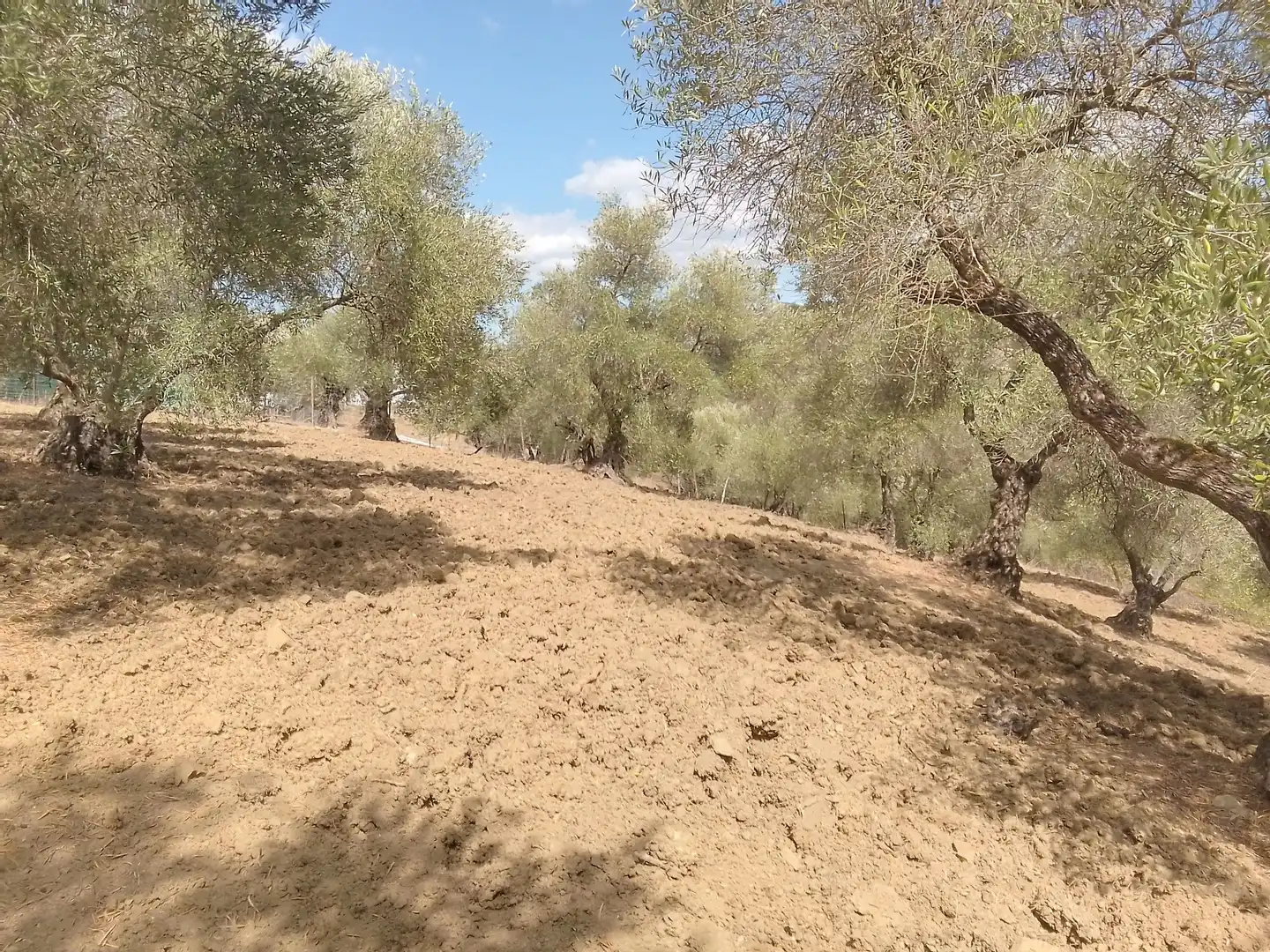 Terrain rustique à vendre à Cortes de la Frontera, imagen 28