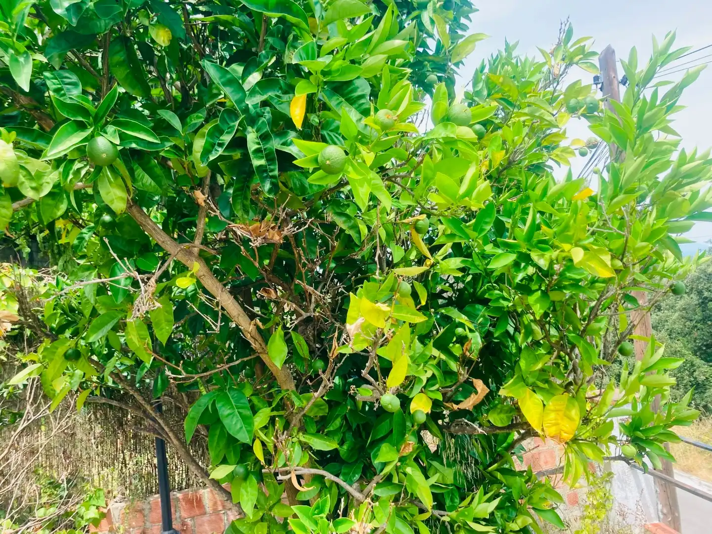 Casa amb jardí en venda a Assutzenes 21, imagen 8