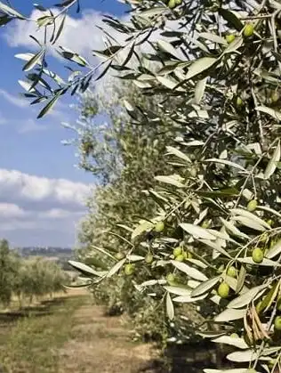 Jardín de Terreno en venta en Antequera