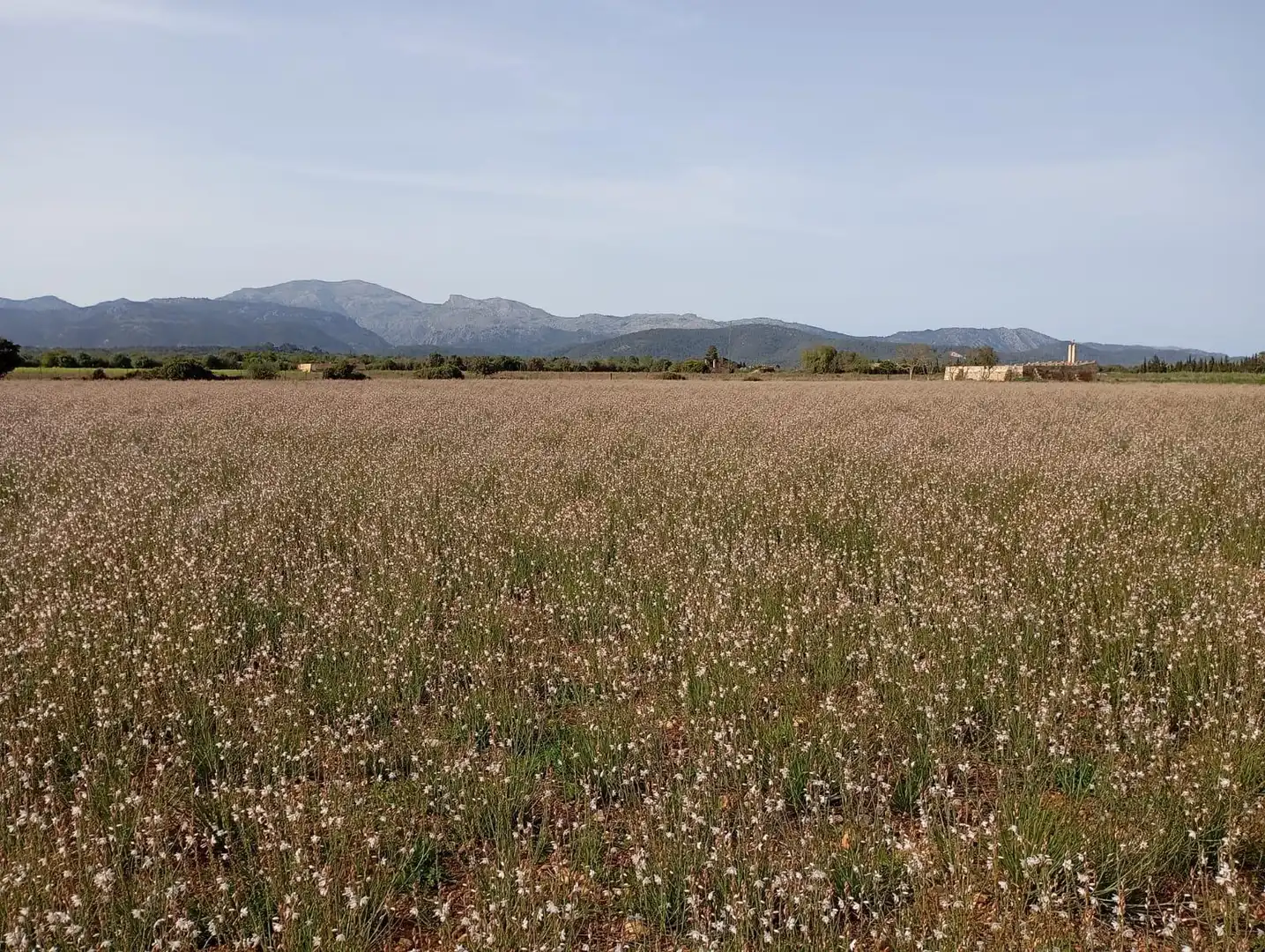 Wohnbaugrundstück zum Verkauf in Sa Pobla, imagen 2