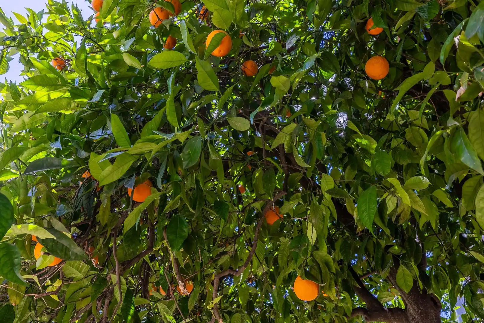 Jardí de Finca rústica en venda en Sanlúcar la Mayor amb Calefacció, Jardí privat i Terrassa
