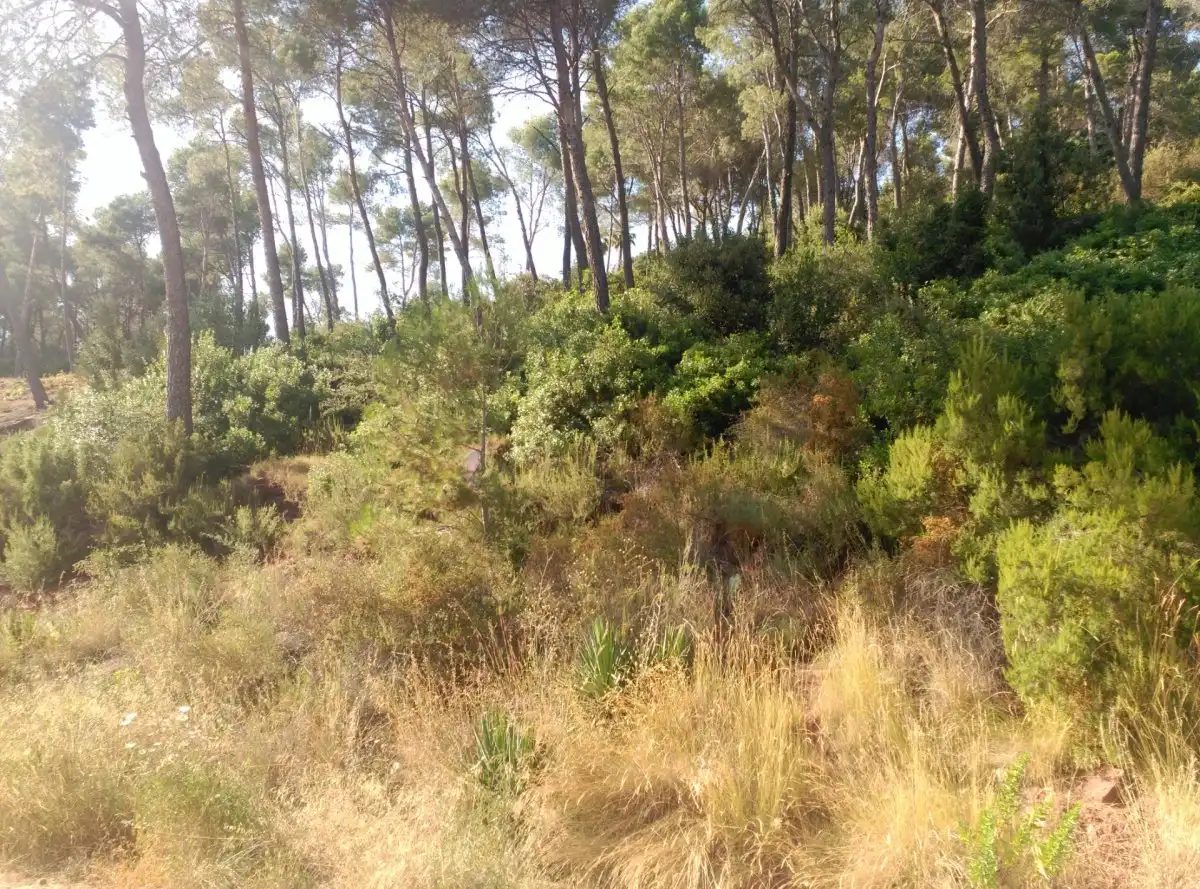 Terreni e lotti in vendita a Corbera de Llobregat, imagen 29
