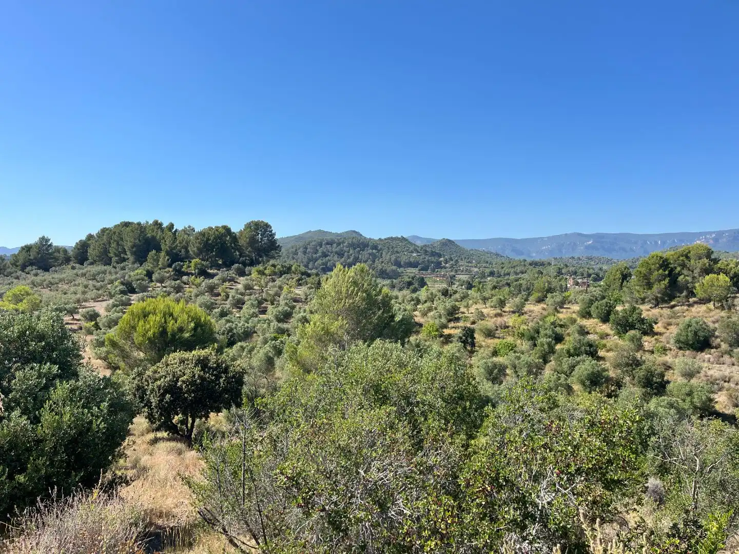 Rural land for sale in Carrer dels Jocs Olímpics 1, imagen 3