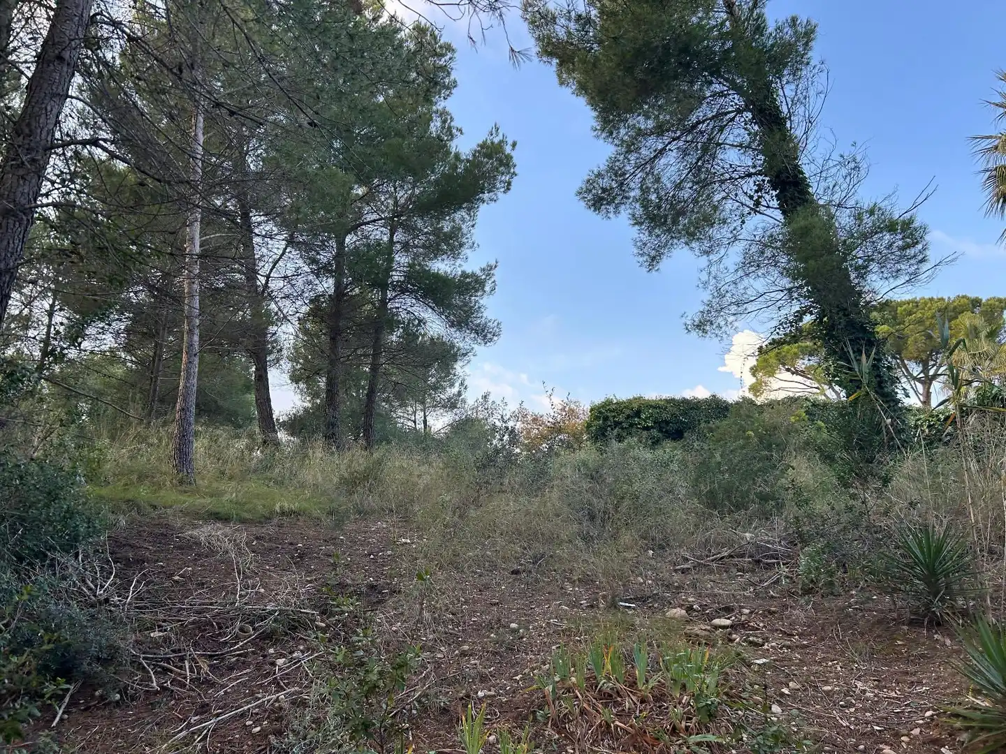Rustikales Grundstück zum Verkauf in CAN FELIU, imagen 22