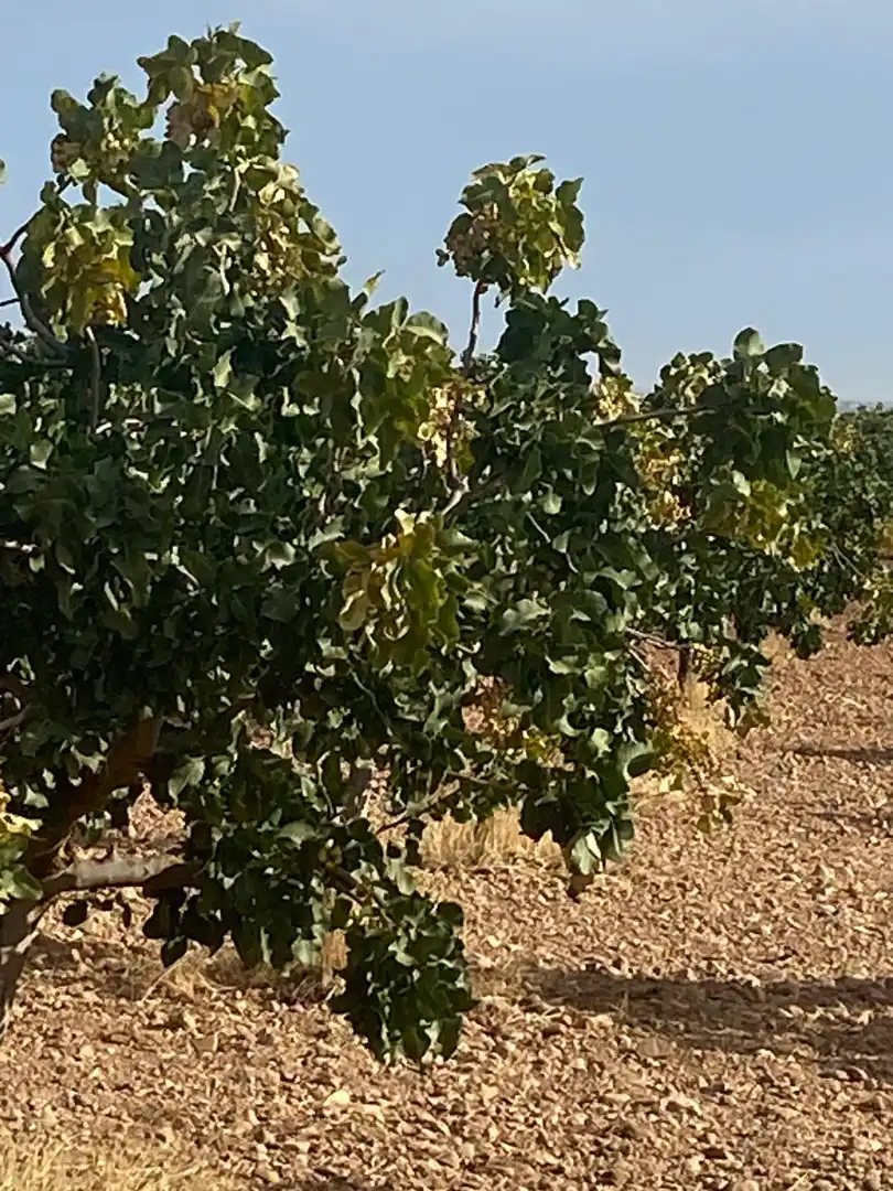 Terreno en venta en Tomelloso